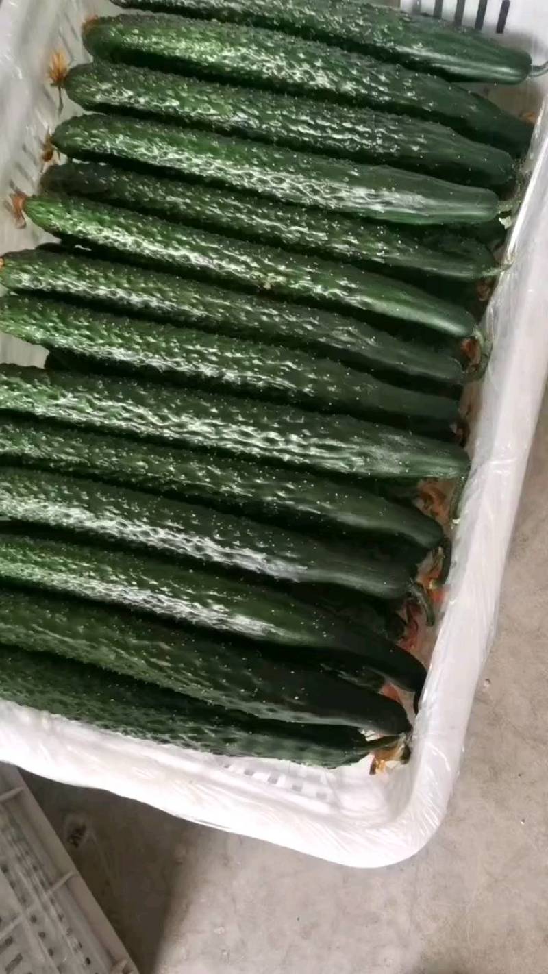 【推荐】大荔县优质密刺黄瓜隆重上市，产地供应支持视频看货