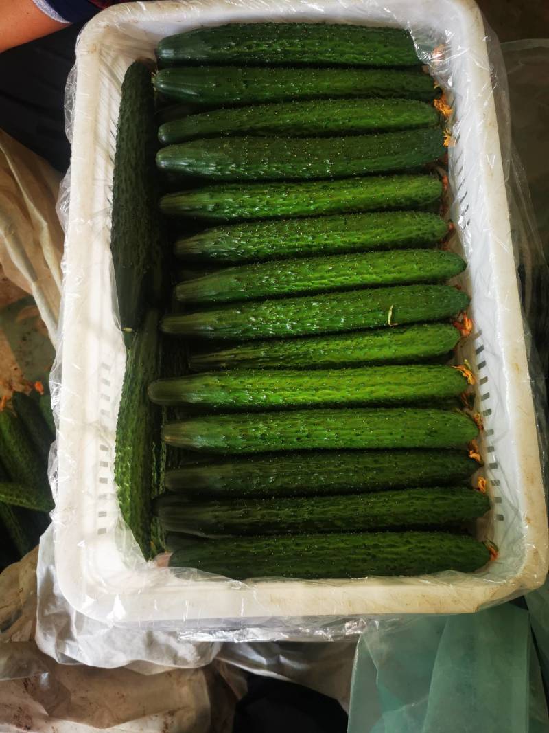 【推荐】大荔县优质密刺黄瓜隆重上市，产地供应支持视频看货