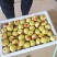 陕西冬枣精品大荔冬枣口感脆甜量大从优产地直发