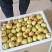 陕西冬枣精品大荔冬枣口感脆甜量大从优产地直发