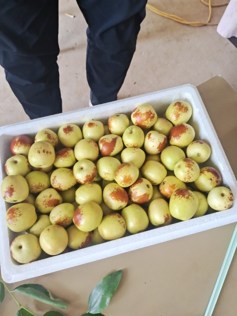 陕西冬枣精品大荔冬枣口感脆甜量大从优产地直发