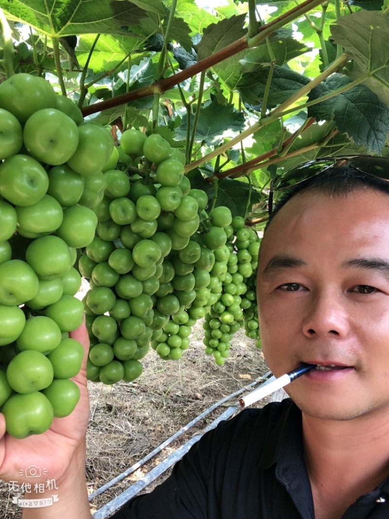 阳光玫瑰，香味浓郁脆甜爽口，产地直达，精品阳光玫瑰产地货
