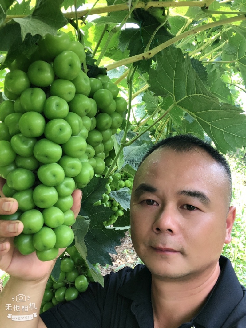 阳光玫瑰，香味浓郁脆甜爽口，产地直达，精品阳光玫瑰产地货