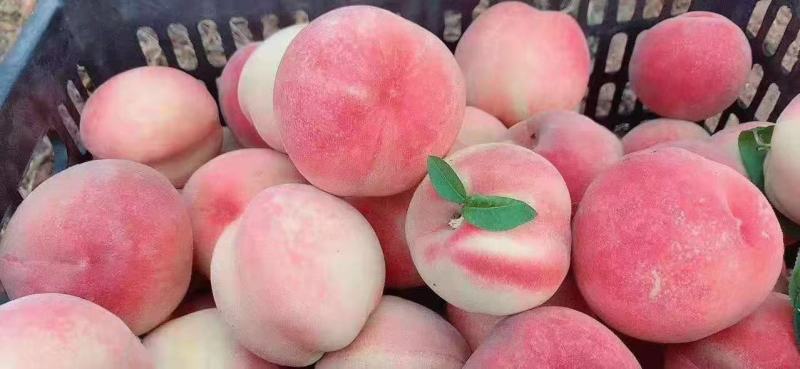 临潼水蜜桃