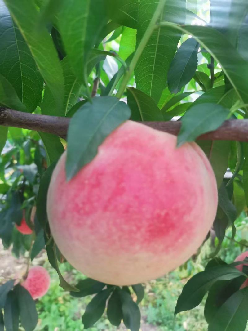 临潼水蜜桃