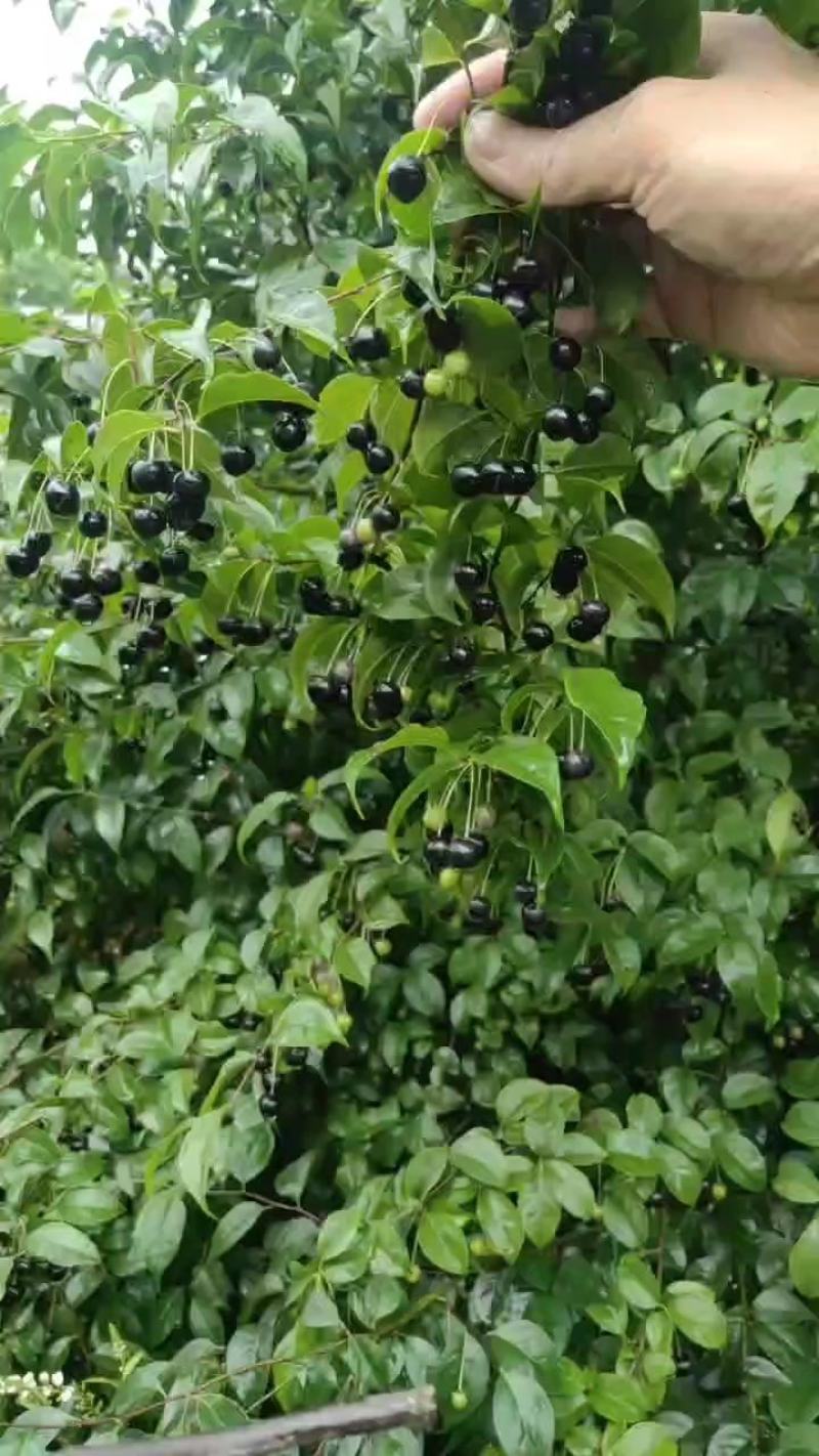 岗梅种子