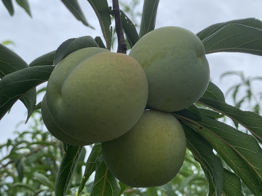 蜂糖李常温存放状态