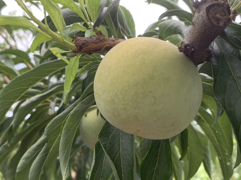 蜂糖李果肉特写图