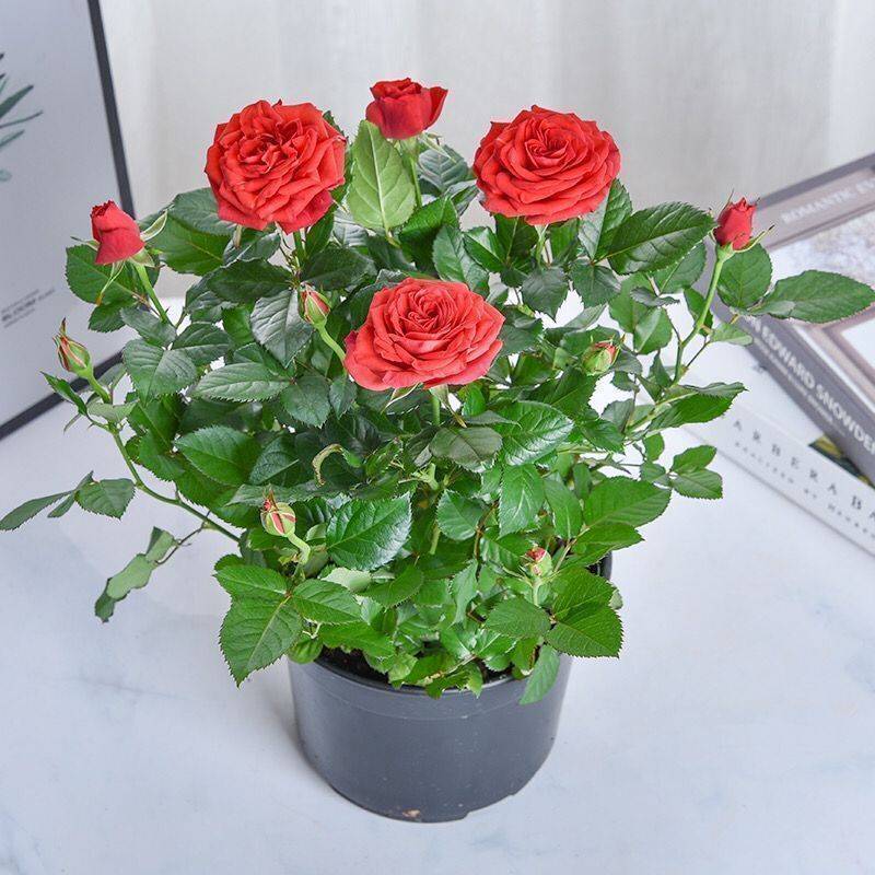玫瑰花苗带花苞四季开花好养易活绿植物盆栽室内外阳台花卉