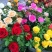 玫瑰花苗带花苞四季开花好养易活绿植物盆栽室内外阳台花卉