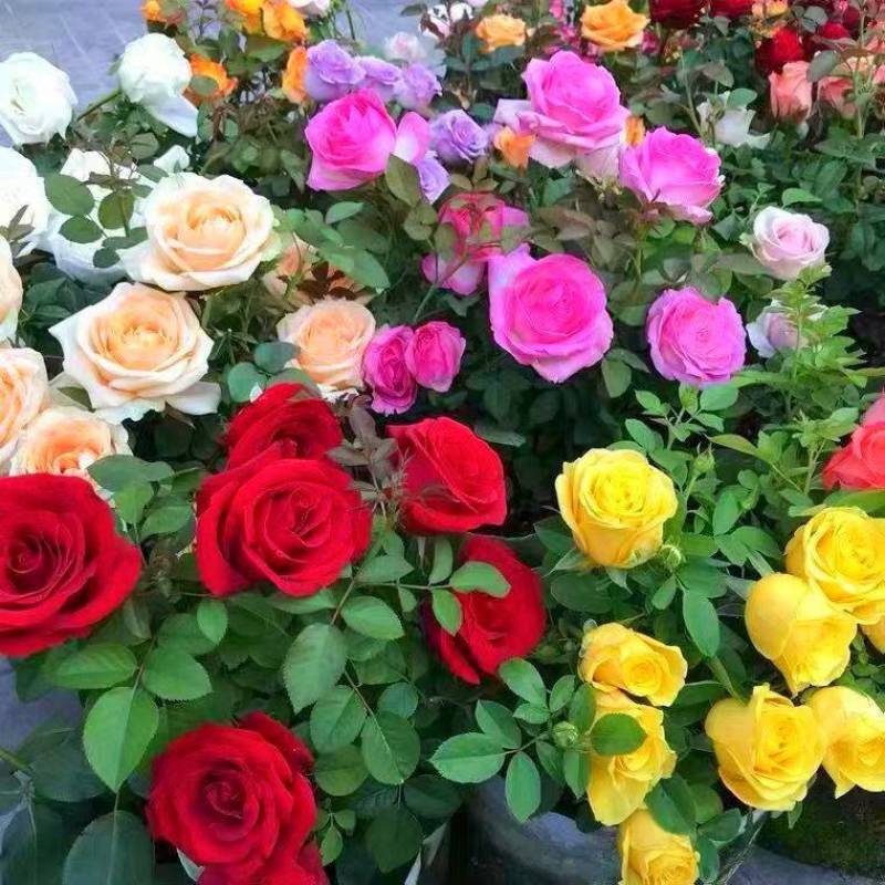 玫瑰花苗带花苞四季开花好养易活绿植物盆栽室内外阳台花卉