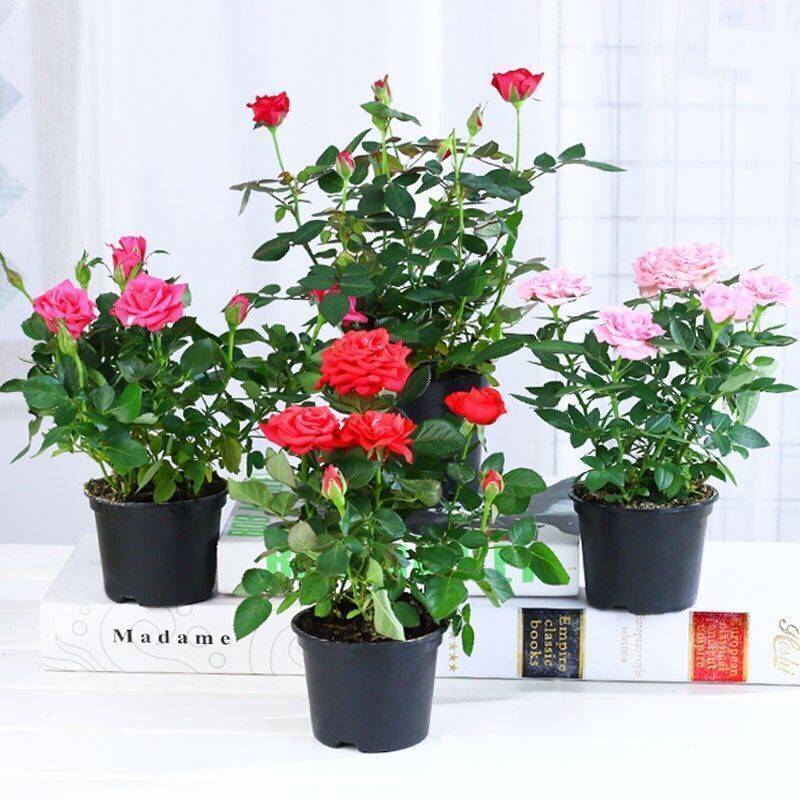 玫瑰花苗带花苞四季开花好养易活绿植物盆栽室内外阳台花卉