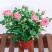 玫瑰花苗带花苞四季开花好养易活绿植物盆栽室内外阳台花卉