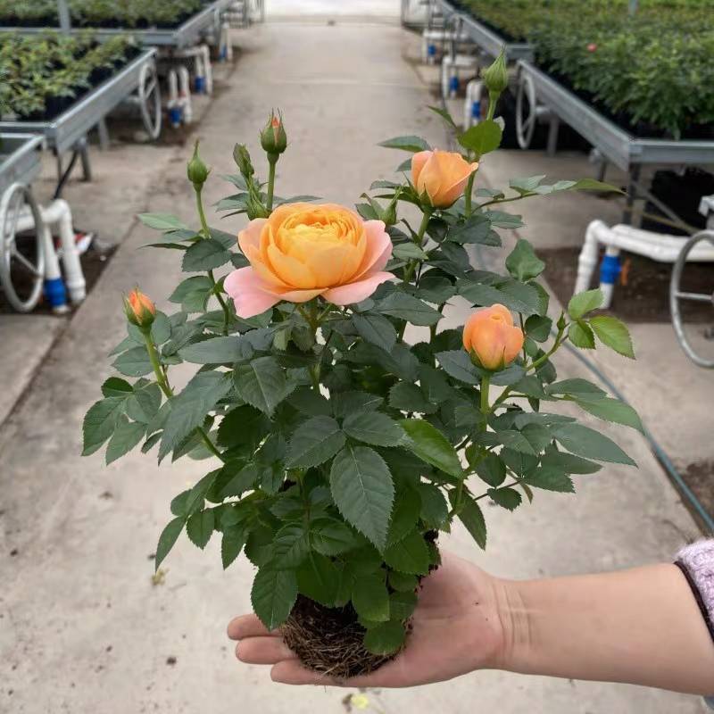玫瑰花苗带花苞四季开花好养易活绿植物盆栽室内外阳台花卉