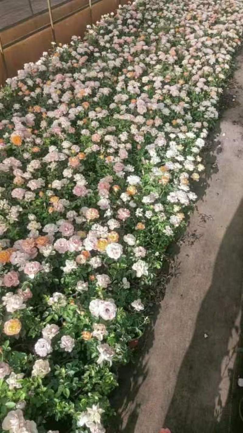 玫瑰花苗带花苞四季开花好养易活绿植物盆栽室内外阳台花卉