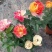 玫瑰花苗带花苞四季开花好养易活绿植物盆栽室内外阳台花卉