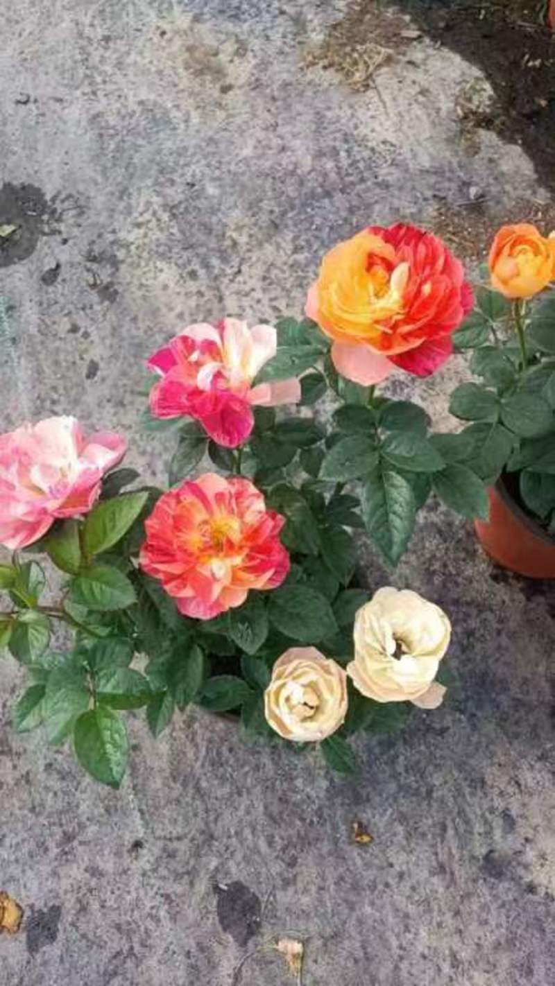 玫瑰花苗带花苞四季开花好养易活绿植物盆栽室内外阳台花卉