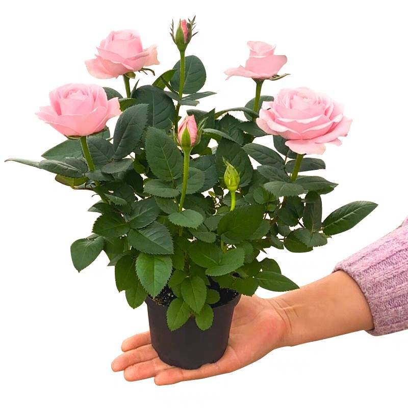 玫瑰花苗带花苞四季开花好养易活绿植物盆栽室内外阳台花卉