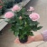玫瑰花苗带花苞四季开花好养易活绿植物盆栽室内外阳台花卉