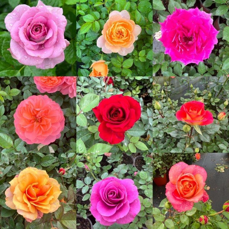 玫瑰花苗带花苞四季开花好养易活绿植物盆栽室内外阳台花卉