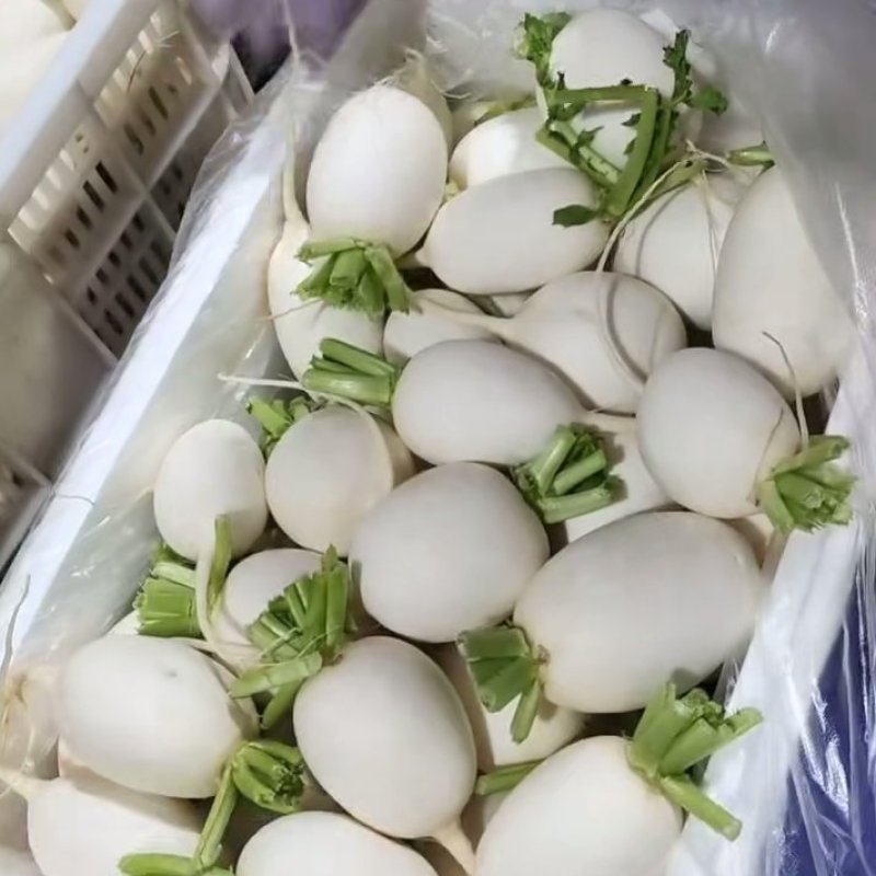 萝卜/河北萝卜/精品圆白萝卜大量上市，保质保量全国发货