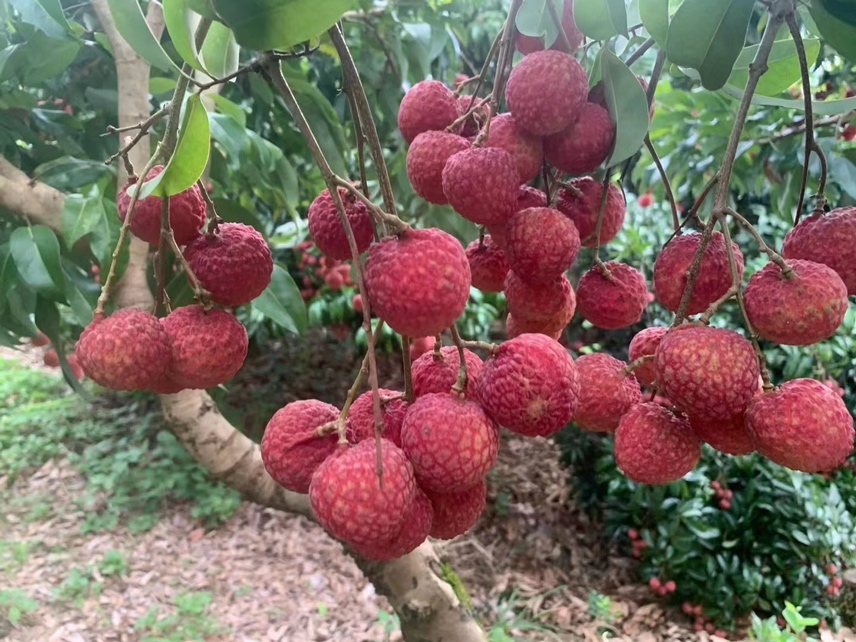 农民在荔枝果园中采摘成熟果实,展现新鲜荔枝的来源 荔枝采摘场景