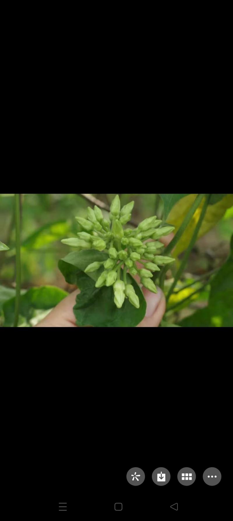 夜香花（千里香）