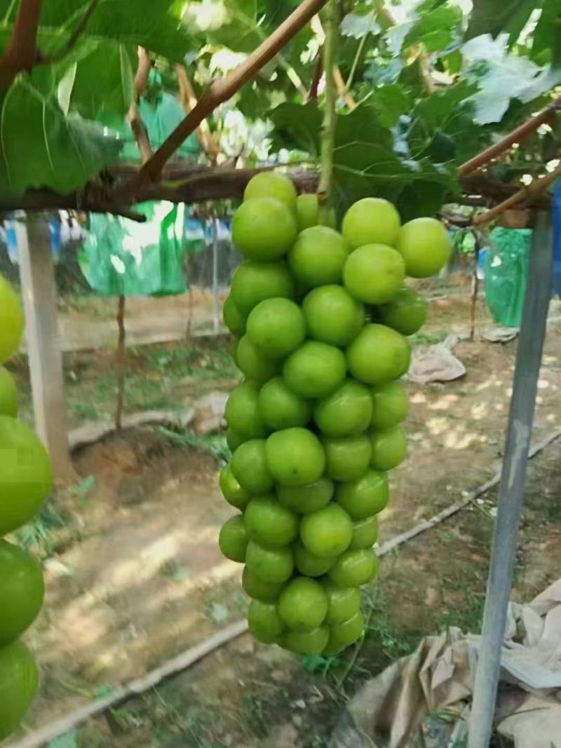 阳光玫瑰