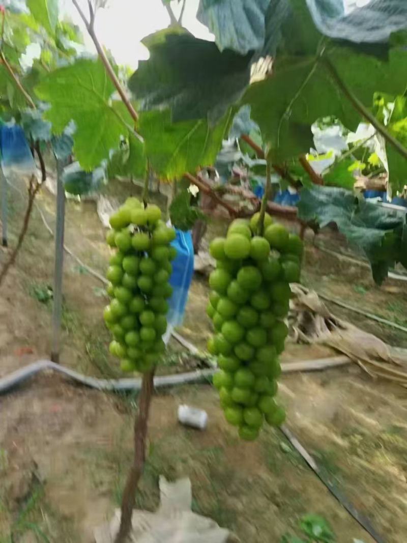 阳光玫瑰