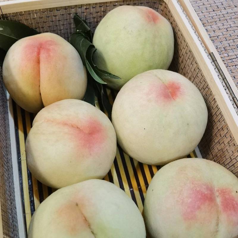 基地现摘正宗高山湖景蜜露水蜜桃白凤水蜜桃