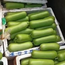 广东徐闻蒲瓜，瓠瓜，瓠子，大量上市，欢迎采购