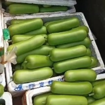 广东徐闻蒲瓜，瓠瓜，瓠子，大量上市，欢迎采购