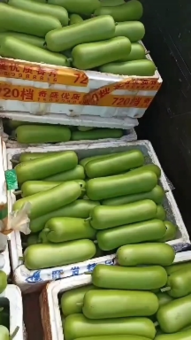 广东徐闻蒲瓜，瓠瓜，瓠子，大量上市，欢迎采购