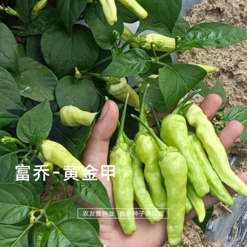 黄金甲辣椒种子大果小米辣种子韩国引进特辣泡椒小米椒种子