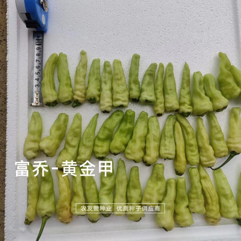 黄金甲辣椒种子大果小米辣种子韩国引进特辣泡椒小米椒种子