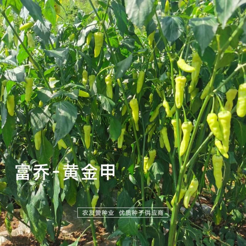 黄金甲辣椒种子大果小米辣种子韩国引进特辣泡椒小米椒种子