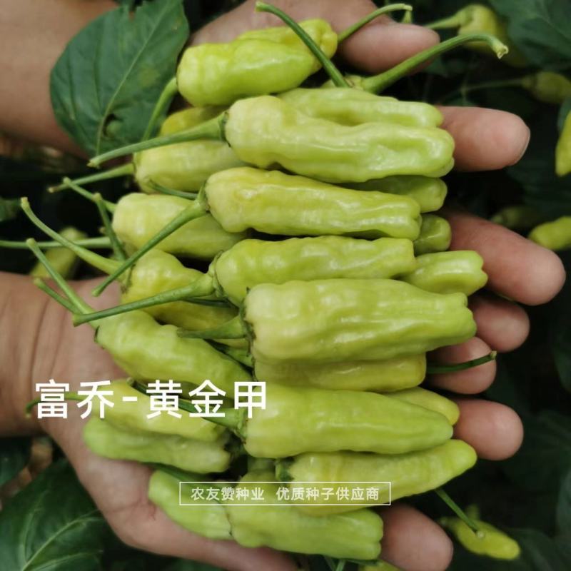 黄金甲辣椒种子大果小米辣种子韩国引进特辣泡椒小米椒种子