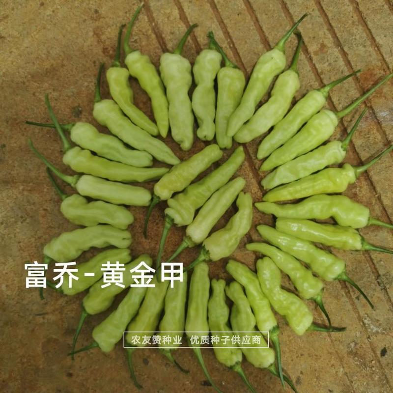 黄金甲辣椒种子大果小米辣种子韩国引进特辣泡椒小米椒种子