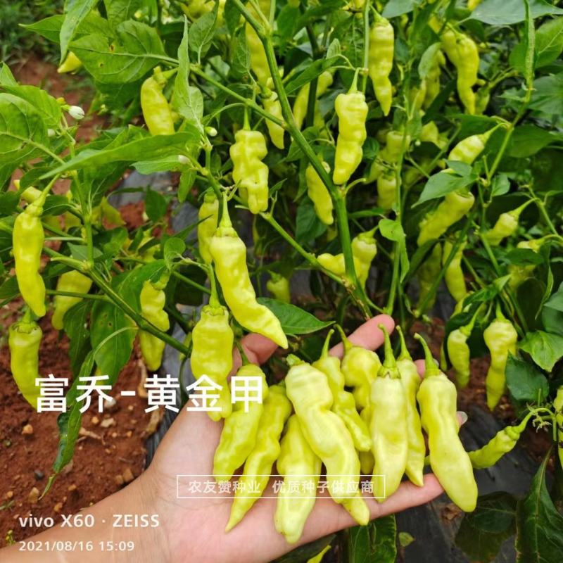 黄金甲辣椒种子大果小米辣种子韩国引进特辣泡椒小米椒种子