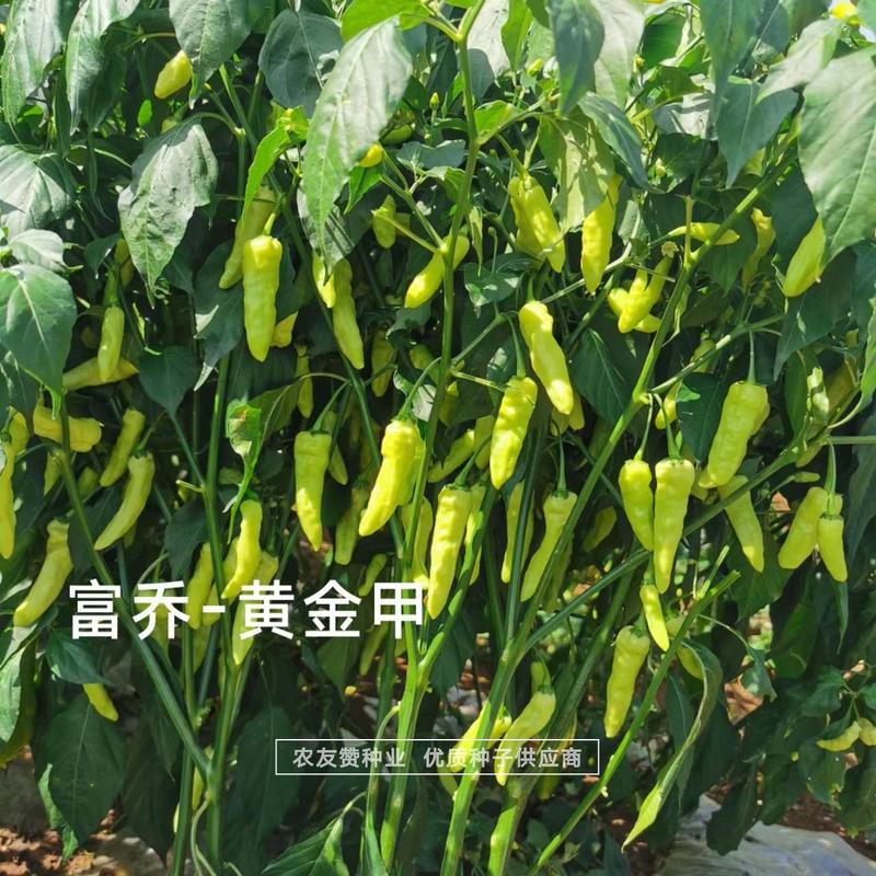 黄金甲辣椒种子大果小米辣种子韩国引进特辣泡椒小米椒种子