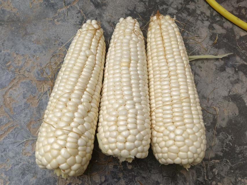 水果玉米的清洗与处理