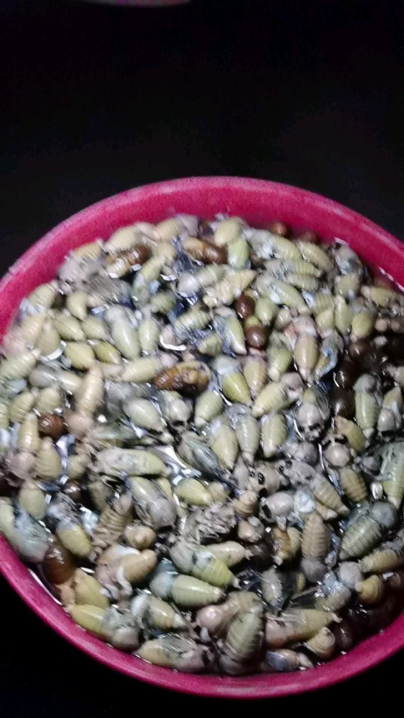 金蝉，知了，爬叉，银蝉，