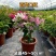 三角梅大苗带花重瓣单瓣四季开花爬藤植物庭院阳台盆栽花卉