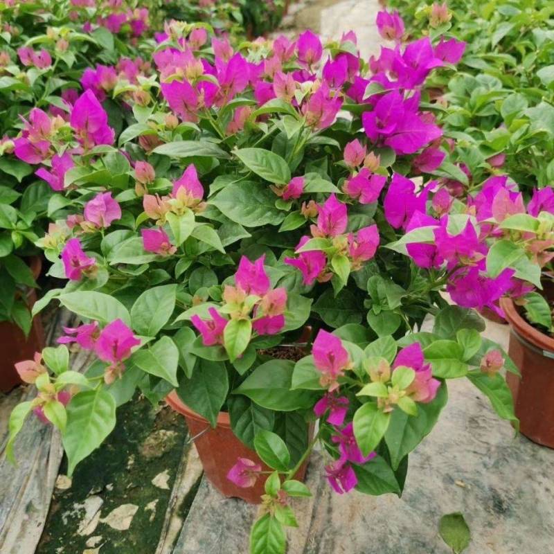 三角梅大苗带花重瓣单瓣四季开花爬藤植物庭院阳台盆栽花卉