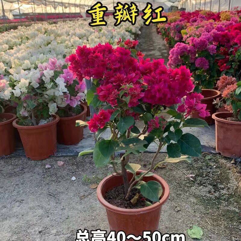 三角梅大苗带花重瓣单瓣四季开花爬藤植物庭院阳台盆栽花卉