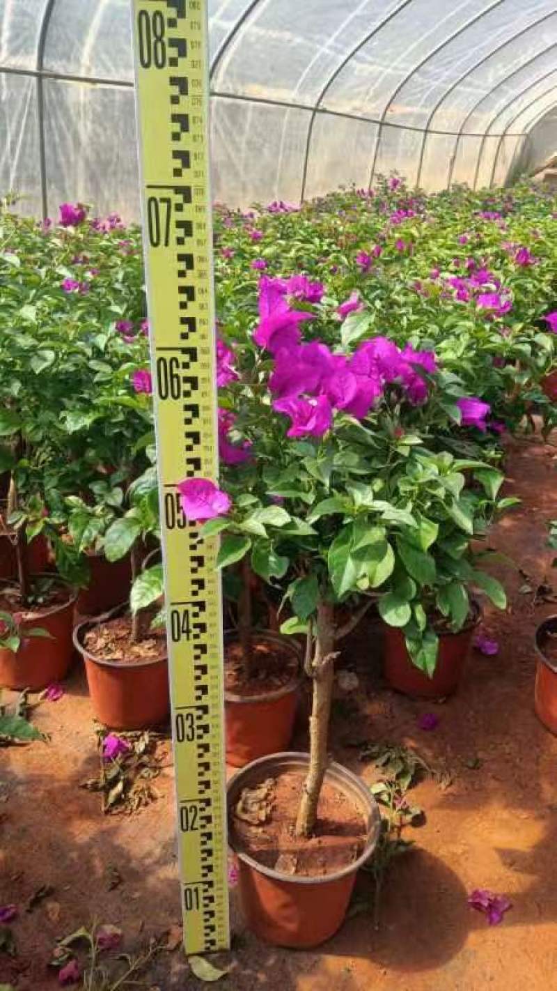 三角梅大苗带花重瓣单瓣四季开花爬藤植物庭院阳台盆栽花卉