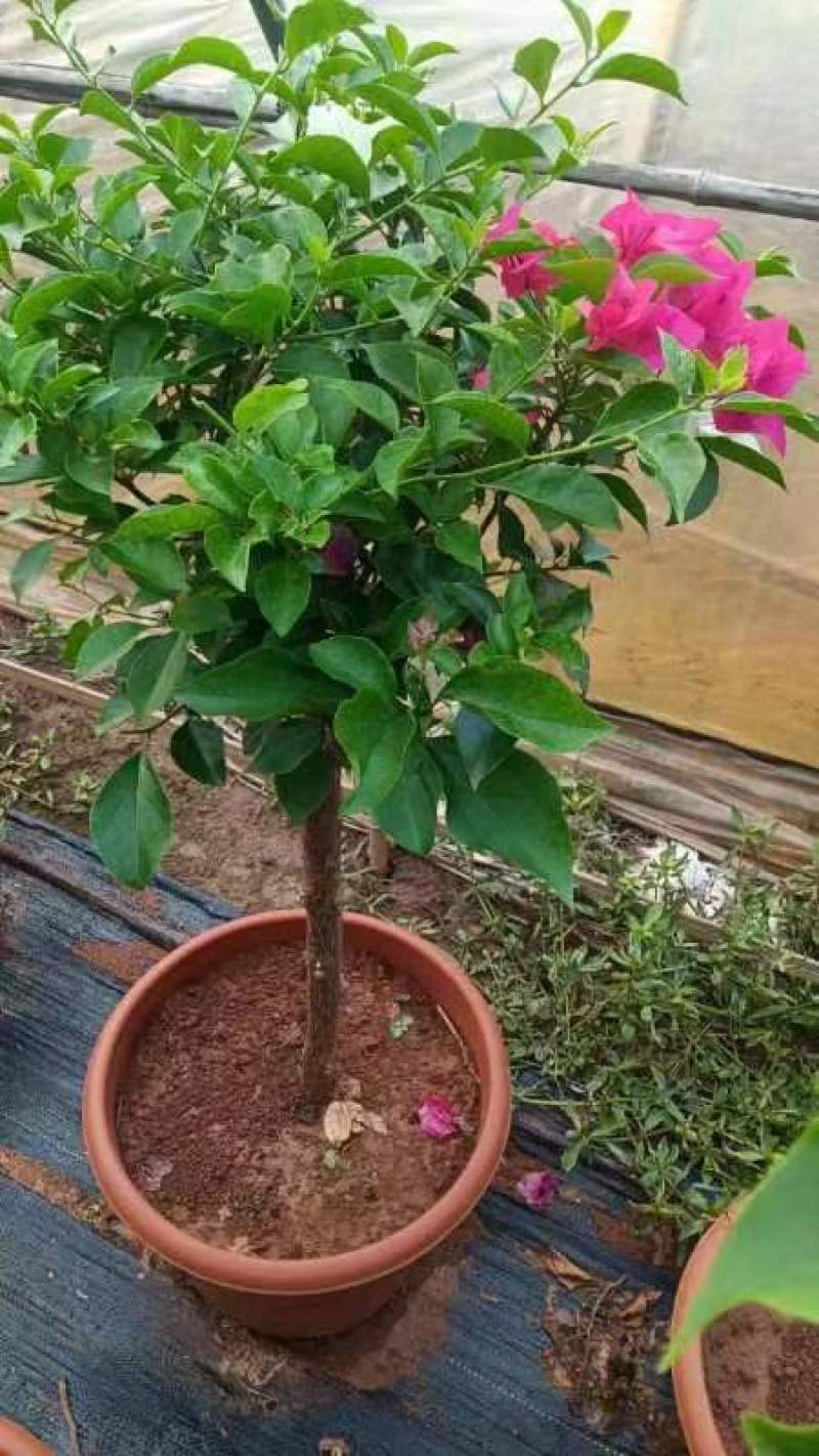 三角梅大苗带花重瓣单瓣四季开花爬藤植物庭院阳台盆栽花卉