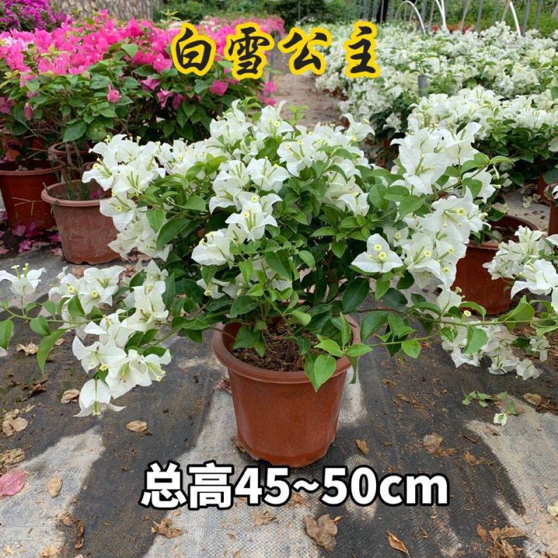 三角梅大苗带花重瓣单瓣四季开花爬藤植物庭院阳台盆栽花卉