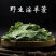 甘肃野生淫羊藿中药材袋泡茶饮淫羊藿叶片批发正品泡酒泡水