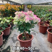 三角梅大苗带花重瓣单瓣四季开花爬藤植物庭院阳台盆栽花卉